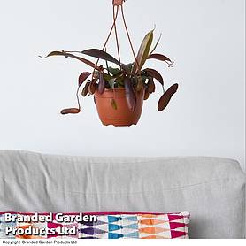 Nepenthes alata Mix Hanging Basket