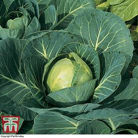 vegetable seeds 30 pcs/lot Cabbage 'Brigadier' F1 Hybrid Autumn/Winter seeds 