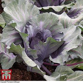 Cabbage 'Red Jewel' F1 Hybrid (Summer/Autumn)