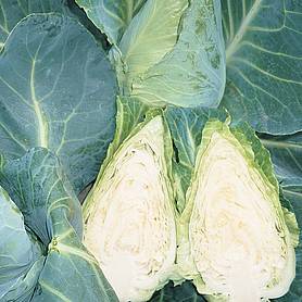 Cabbage 'Caramba' F1 Hybrid (Summer/ Winter Sweetheart Type) - Seeds
