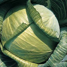Cabbage 'Surprise' F1 Hybrid (Summer/Autumn)