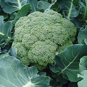 Broccoli 'Belstar' F1 Hybrid (Calabrese)