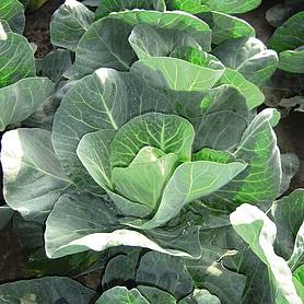 Cabbage 'Jewel' (Winter)