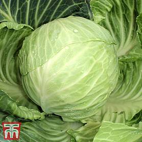 Cabbage 'Gilson' F1 Hybrid (Autumn) - Seeds