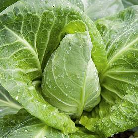 Cabbage 'Advantage' F1 Hybrid (Spring)