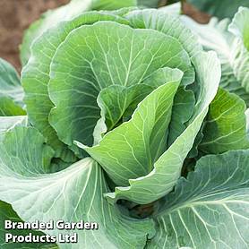 Cabbage 'Greyhound' (Summer/Autumn ) - Easy Grow Range