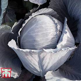 Cabbage 'Lodero' F1 Hybrid (Autumn Red Cabbage)
