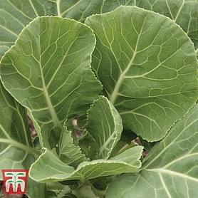 Cabbage 'Champion' (Summer/ Autumn Collard)