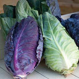 Cabbage 'Colour Dual Mix' (Autumn/Winter)