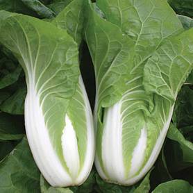Cabbage chinese 'Natsuki' - Seeds