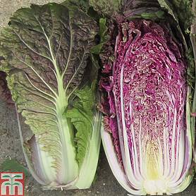 Thompson & Morgan 30 Seed Cabbage chinese Natsuki F1 Hybrid Vegetable