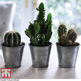 Cactus Mix (House Plant)