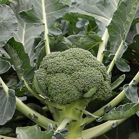 Broccoli 'Monclano' F1 Hybrid (Calabrese) - Seeds