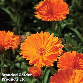 Calendula 'Orange King' - Easy Grow Range
