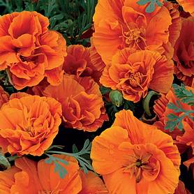 Californian Poppy 'Rosebud Orange'