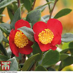 Camellia 'Yuletide'