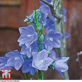 Campanula persicifolia 'Blue Bell'