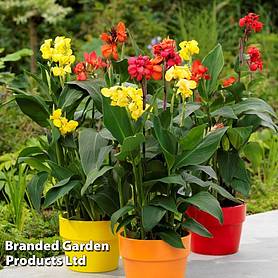 Canna x generalis 'Cannova Collection'