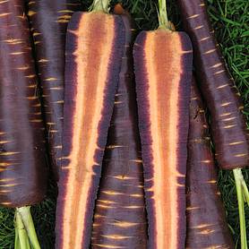 Carrot 'Purple Haze' F1 Hybrid