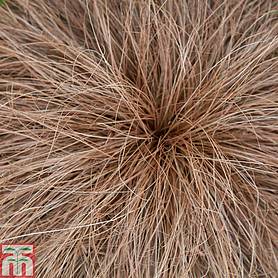 Carex comans 'Bronze Perfection'