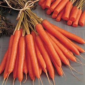 Carrot 'Amsterdam Forcing' - Seeds