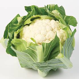 Cauliflower 'White Step' F1 Hybrid (Autumn)