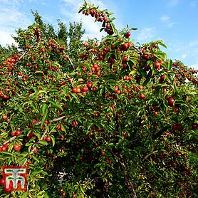 Cherry plum (Hedging)