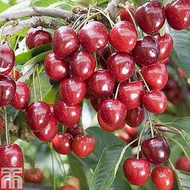Cherry 'Kordia'