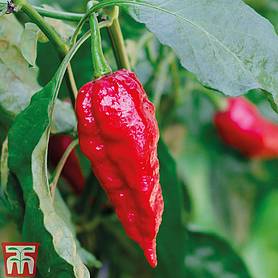 Chilli Pepper 'Naga Red' (Hot)