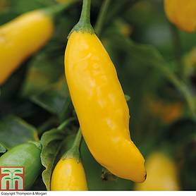 Chilli Pepper 'Hot Lemon' - Seeds