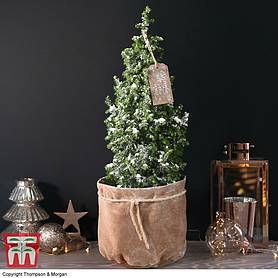 Indoor Christmas Tree in Velvet Bag - Gift