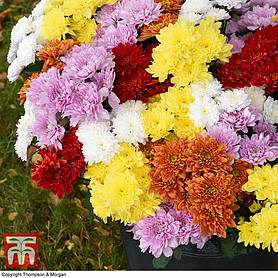 Chrysanthemum 'Decorative Mixed'