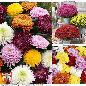 Chrysanthemum Bumper Collection