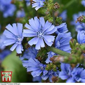 Cichorium intybus 'Electric Blue' - Seeds