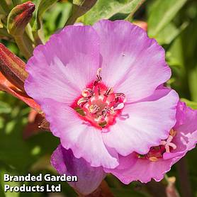 Clarkia 'Pink Buttercups' - Easy Grow Seed Range
