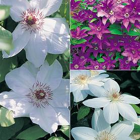 Clematis 'Large-flowered Collection'