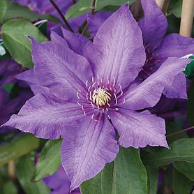 Clematis 'Richard Pennell'