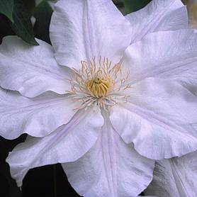 Clematis Ice Blue™ evipo003