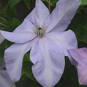 Clematis Shimmer™ evipo028