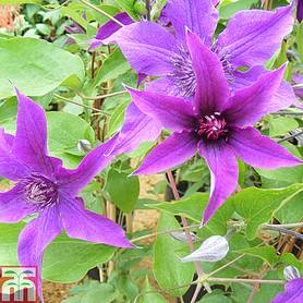 Clematis 'Guiding Promise'™ evipo053