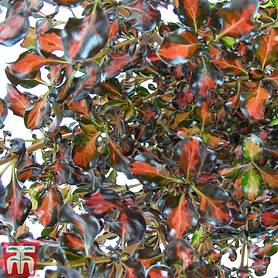 Coprosma repens 'Pacific Sunset'