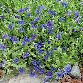 Cornflower 'Trailing Blue Carpet' - Seeds