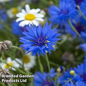 Cornflower 'Blue Boy' - Kew Flowerhouse Seed Collection