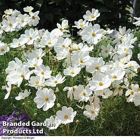 Cosmos bipinnatus 'Psyche White' - Seeds