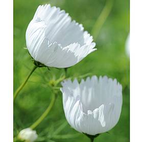 Cosmos bipinnatus 'Cupcakes White' - Seeds