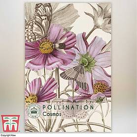 Cosmos bipinnatus - Kew Pollination Seed Collection
