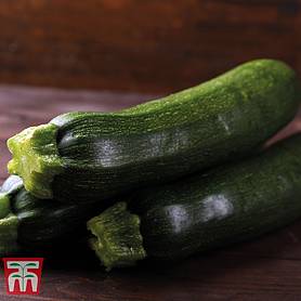Courgette 'Sure Thing' - Seeds