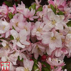 Crab Apple 'Pink Perfection'