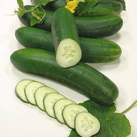 Cucumber 'Swing' F1 Hybrid - Seeds