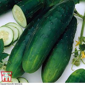 Cucumber 'Masterpiece'